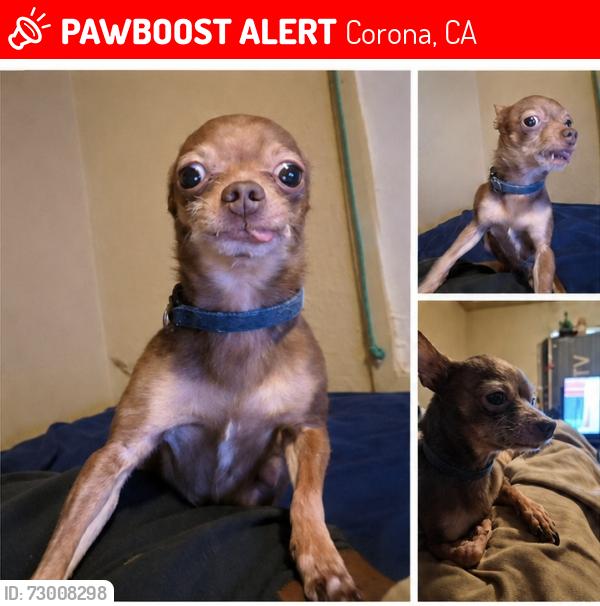 Lost Male Dog last seen Lincoln and 8th, Corona, CA 92882