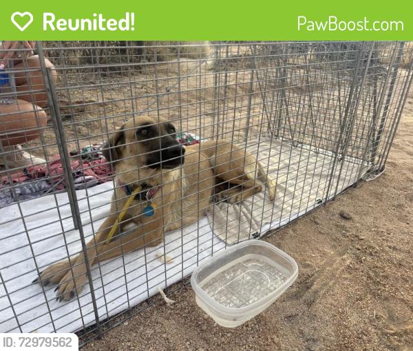Reunited Female Dog last seen Hayden and dynamite, Scottsdale, AZ 85266
