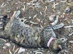 Found/Stray Unknown Cat last seen Trail off of seven hills dr between cliento and cimini , Henderson, NV 89052