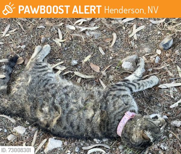 Found/Stray Unknown Cat last seen Trail off of seven hills dr between cliento and cimini , Henderson, NV 89052