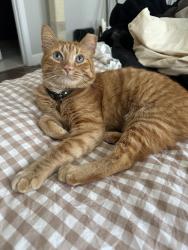 Reunited Male Cat last seen Altura Ave and Pennsylvania ave, Glendale, CA 91214