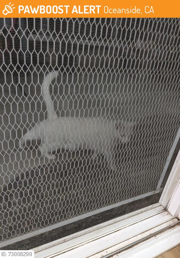 Found/Stray Female Cat last seen Norma St, Oceanside, CA 92056
