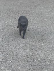 Found/Stray Unknown Cat last seen He was hiding under the car or water stock space , Plano, TX 75025