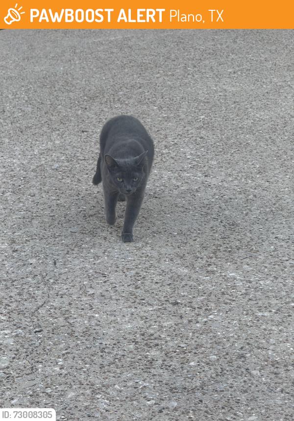 Found/Stray Unknown Cat last seen He was hiding under the car or water stock space , Plano, TX 75025