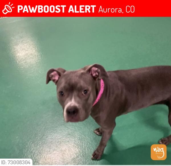 Lost Female Dog last seen Chamber alameda , Aurora, CO 80017