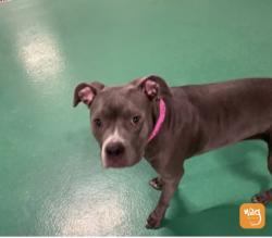 Lost Female Dog last seen Chamber alameda , Aurora, CO 80017