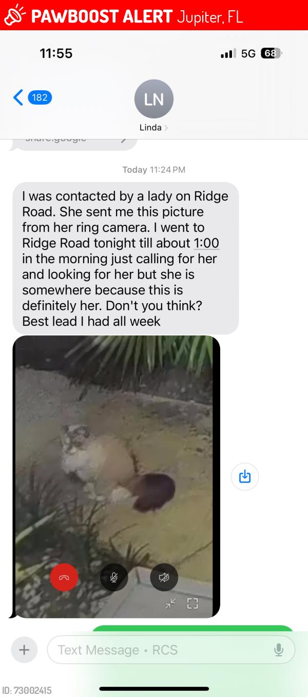 Lost Female Cat last seen Near Ridge Road.  Jupiter Bluffs Ridge, Jupiter, FL 33477