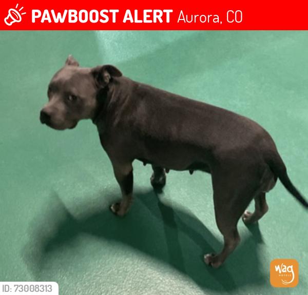 Lost Female Dog last seen Chamber and Alameda , Aurora, CO 80017