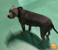 Lost Female Dog last seen Chamber and Alameda , Aurora, CO 80017