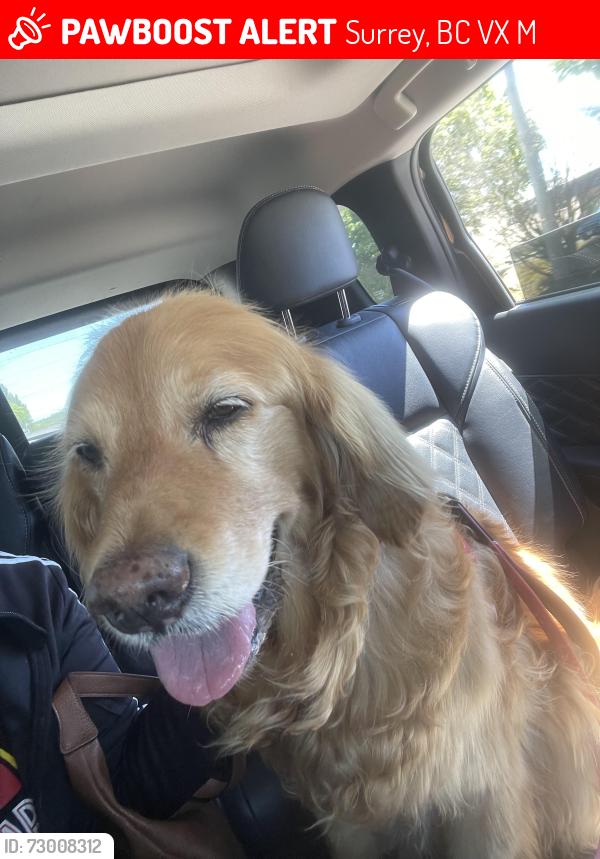 Lost Female Dog last seen Near street 60 avenue , Surrey, BC V3X 1M9