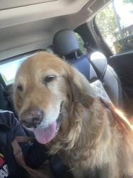Lost Female Dog last seen Near street 60 avenue , Surrey, BC V3X 1M9