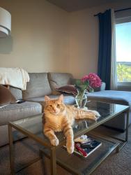 Lost Male Cat last seen Manzanita elementary, Redding, CA 96001