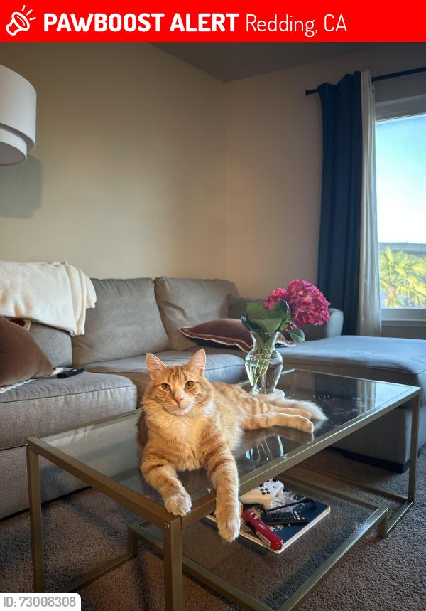 Lost Male Cat last seen Manzanita elementary, Redding, CA 96001