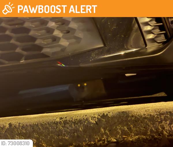 Found/Stray Unknown Cat last seen Near Michael's Sports Pub // Goldenwest & Bolsa Ave, Huntington Beach, CA 92647