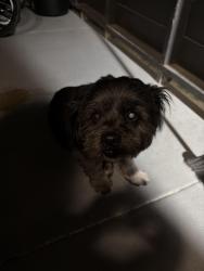 Found/Stray Male Dog last seen Lewisville Tx , Lewisville, TX 75067