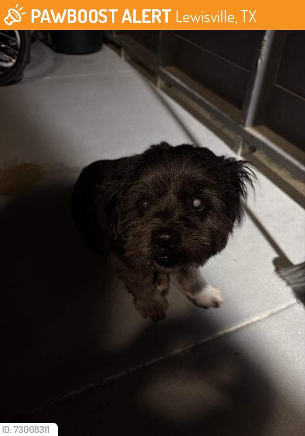 Found/Stray Male Dog last seen Lewisville Tx , Lewisville, TX 75067