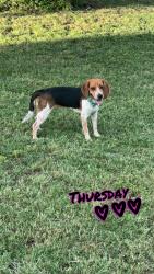 Lost Female Dog last seen Riverside Dr, Fort Worth, TX 76111