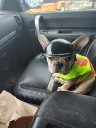 Lost Male Dog last seen memes drive thru, San Juan, TX 78589