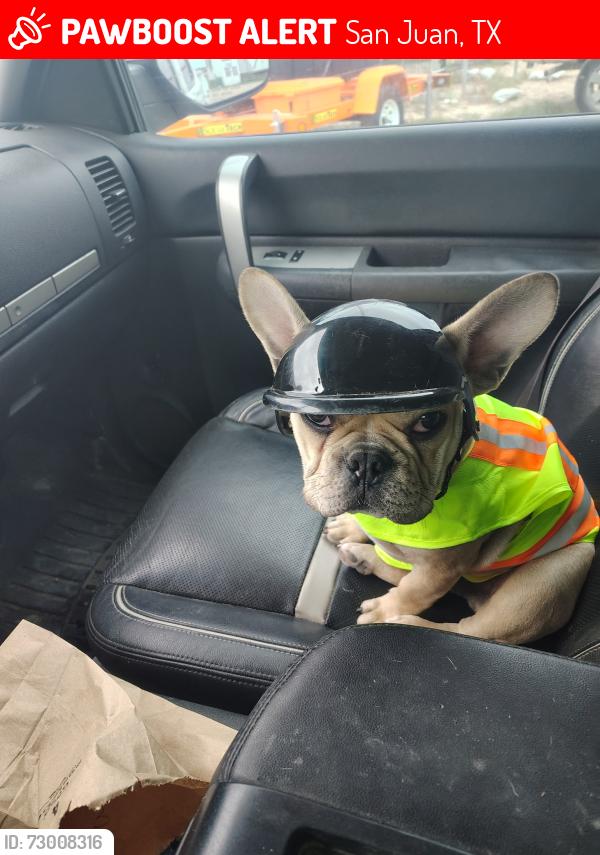 Lost Male Dog last seen memes drive thru, San Juan, TX 78589