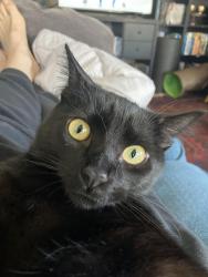 Lost Male Cat last seen Spokane Ave S, Seattle, WA 98144