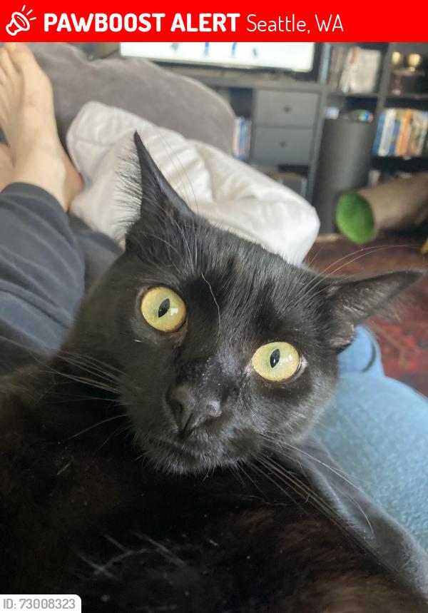 Lost Male Cat last seen Spokane Ave S, Seattle, WA 98144