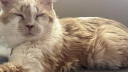 Lost Male Cat last seen Mariposa ST , Rodeo, CA 94572