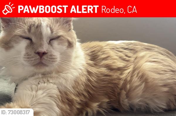 Lost Male Cat last seen Mariposa ST , Rodeo, CA 94572