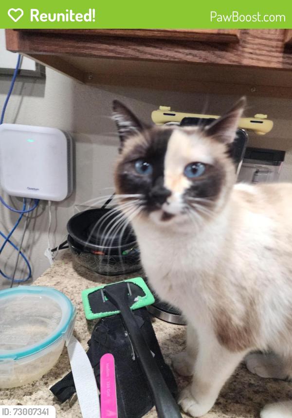 Reunited Female Cat last seen Middleton and flamingo, Nampa, ID 83651