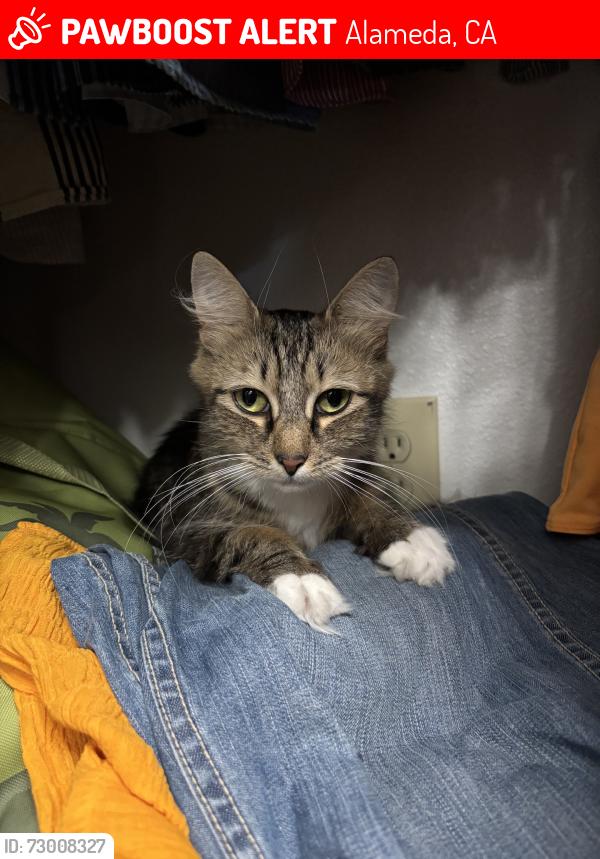 Lost Female Cat last seen San Antonio Avenue, Alameda, CA 94501