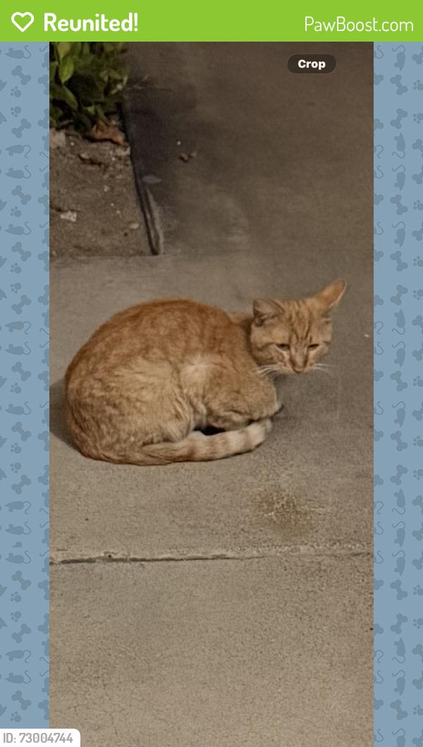 Reunited Male Cat last seen west adrin way , Santa Ana, CA 92704