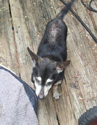 Found/Stray Male Dog last seen Westmoreland and Davis, Dallas, TX 75211