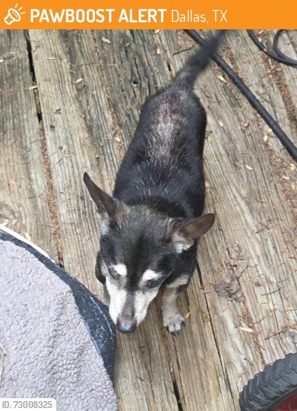 Found/Stray Male Dog last seen Westmoreland and Davis, Dallas, TX 75211