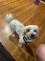 Reunited Female Dog last seen In Gardena, CA. By casimir street near Marine Ave, Gardena, CA 90249