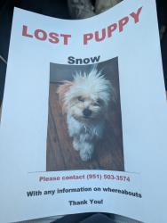 Lost Female Dog last seen Rider St , Vista Del Lago, Perris, CA 92570