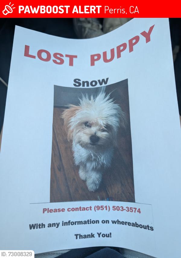 Lost Female Dog last seen Rider St , Vista Del Lago, Perris, CA 92570