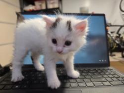 Shelter Stray Female Cat last seen Near Hollister Street, San Diego, CA, 92154, 5500 Gaines St, San Diego, CA 92110, USA