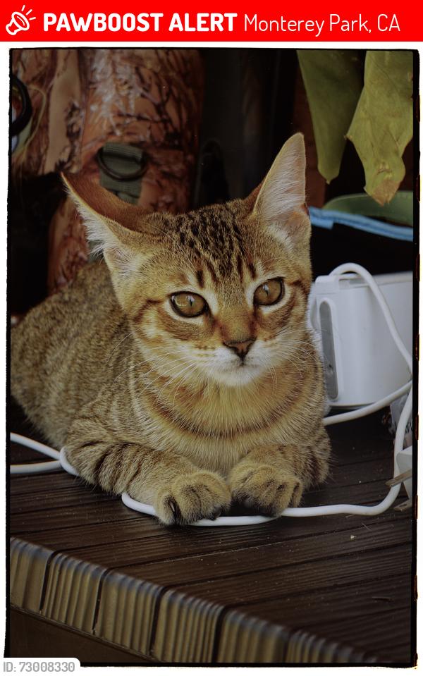 Lost Male Cat last seen Newmark , Monterey Park, CA 91755