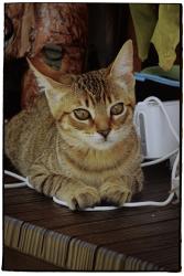 Lost Male Cat last seen Newmark , Monterey Park, CA 91755