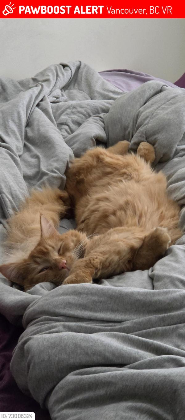 Lost Male Cat last seen Wellington and Boundary , Vancouver, BC V5R