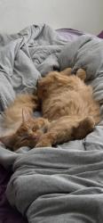 Lost Male Cat last seen Wellington and Boundary , Vancouver, BC V5R