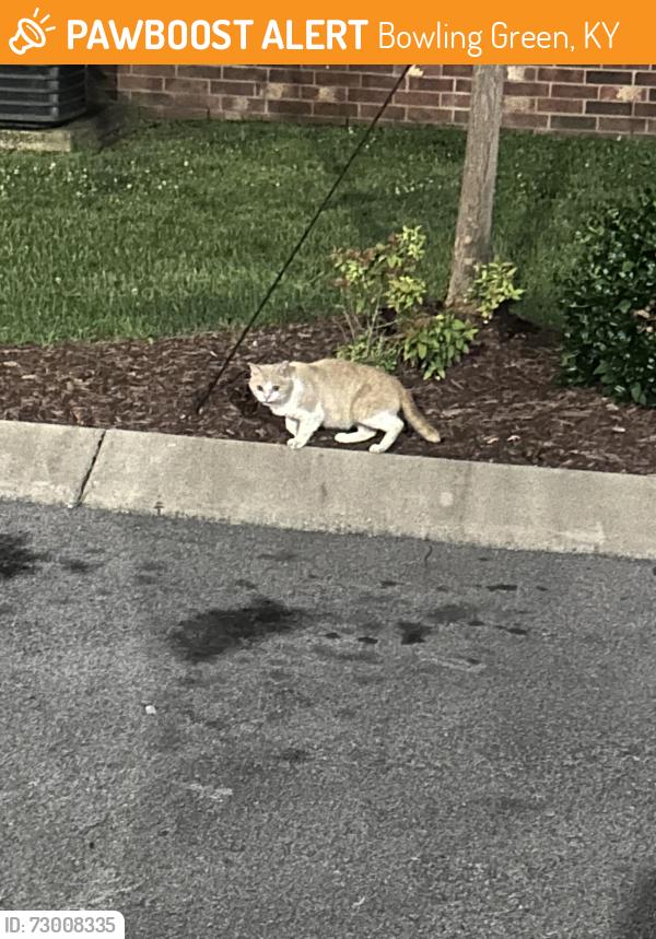 Found/Stray Unknown Cat last seen The cove, Bowling Green, KY 42104