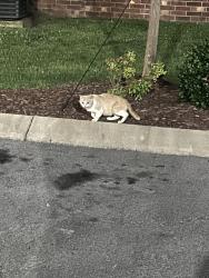 Found/Stray Unknown Cat last seen The cove, Bowling Green, KY 42104