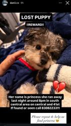 Lost Female Dog last seen 41st & wadsworth , Los Angeles, CA 90011