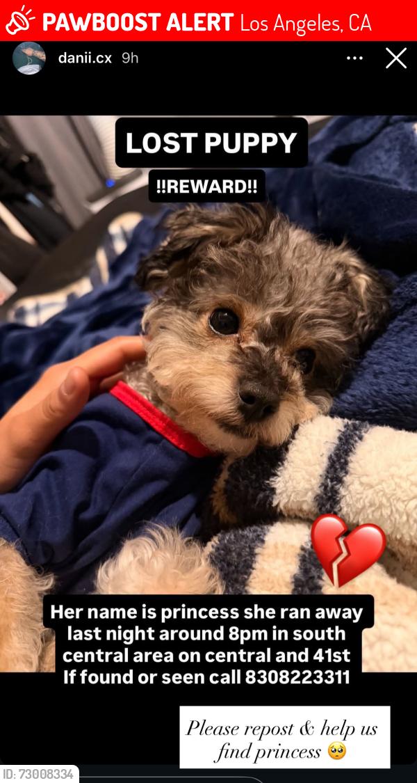 Lost Female Dog last seen 41st & wadsworth , Los Angeles, CA 90011