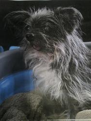 Lost Female Dog last seen Paloma Lake near Angelina CT, Round Rock, TX 78665