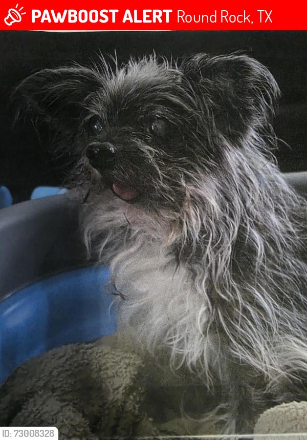 Lost Female Dog last seen Paloma Lake near Angelina CT, Round Rock, TX 78665
