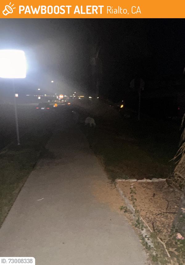 Found/Stray Unknown Dog last seen Magnolia and country club dr, Rialto, CA 92377