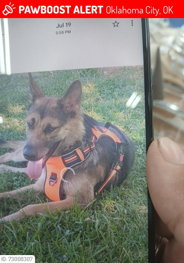 Lost Female Dog last seen Near SW 50th St, Oklahoma City, OK 73119