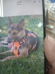 Lost Female Dog last seen Near SW 50th St, Oklahoma City, OK 73119
