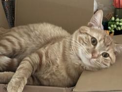 Lost Male Cat last seen Maxine drive 70808, Baton Rouge, LA 70808